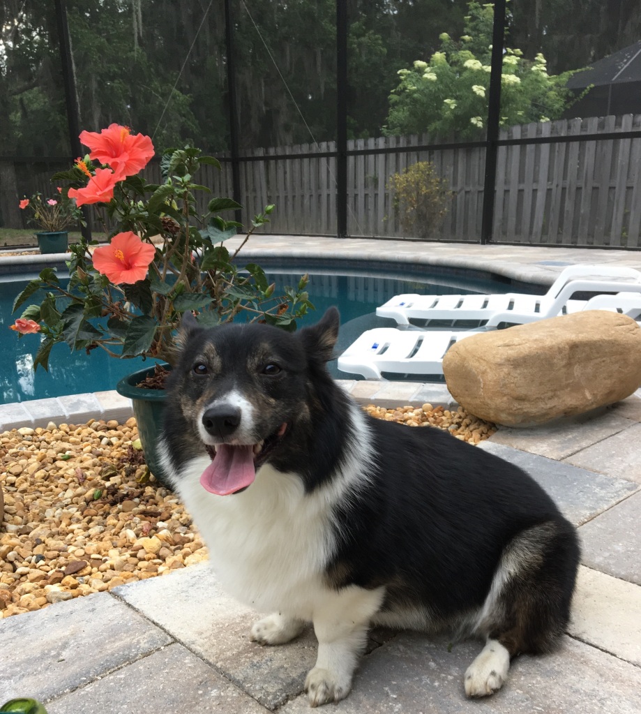 Black-and-white corgi by a pool with hibiscus flowers in the background.